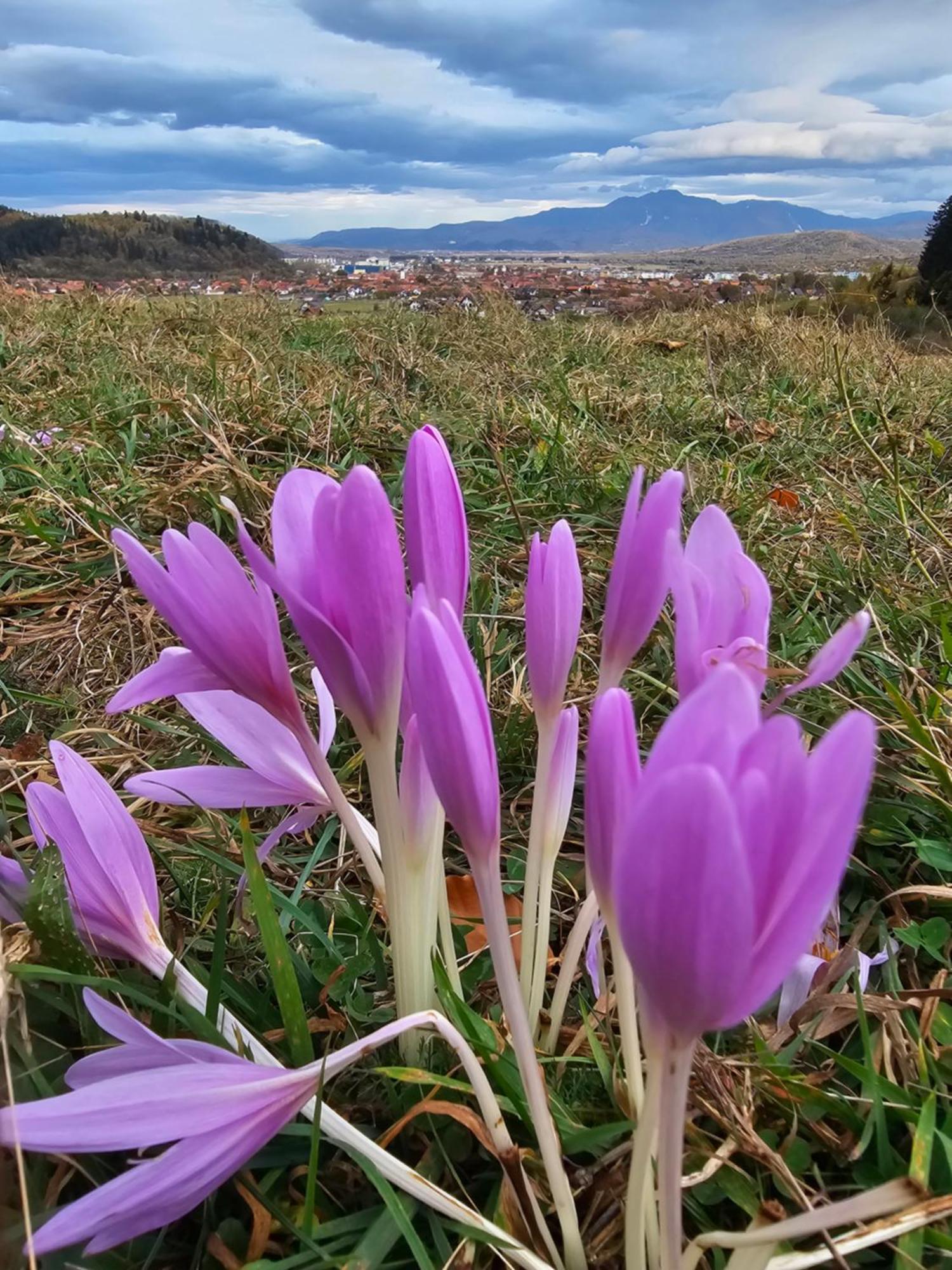 Pensiunea Kyfana Zărneşti Zewnętrze zdjęcie